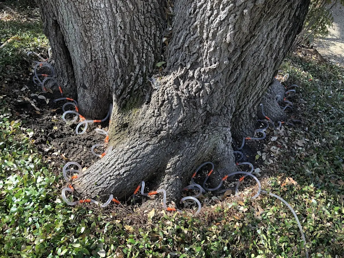 Detailed Tree Cabling and Bracing job site in Stambaugh
